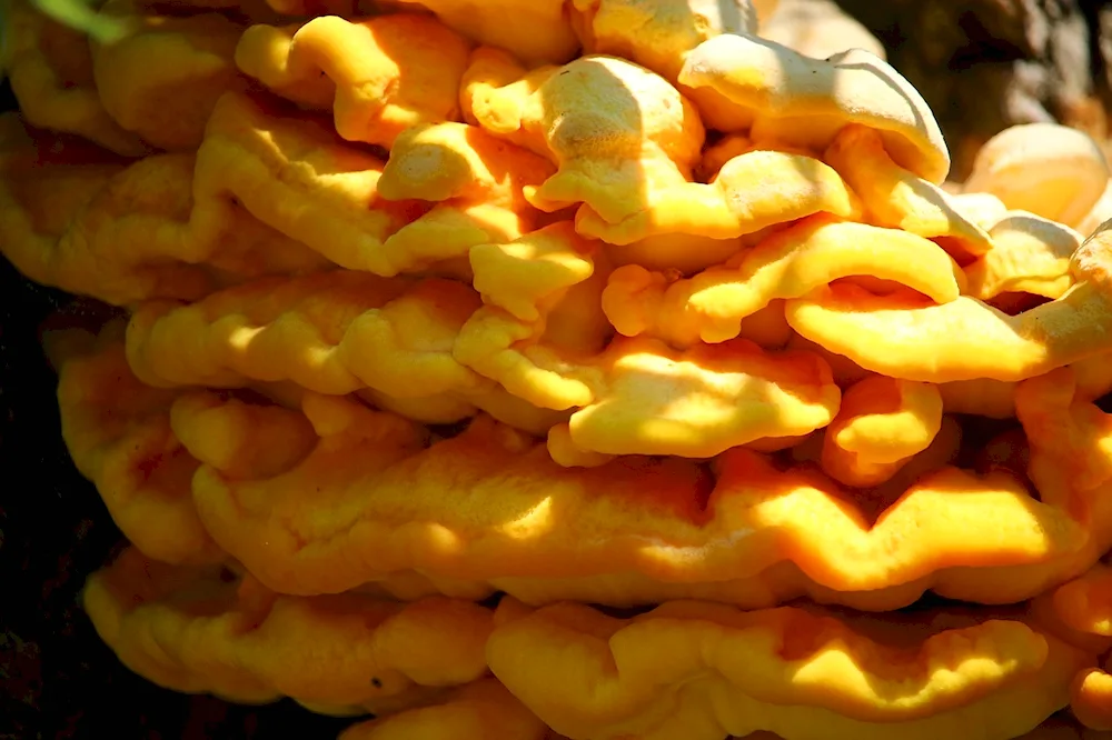 Harmless mushrooms