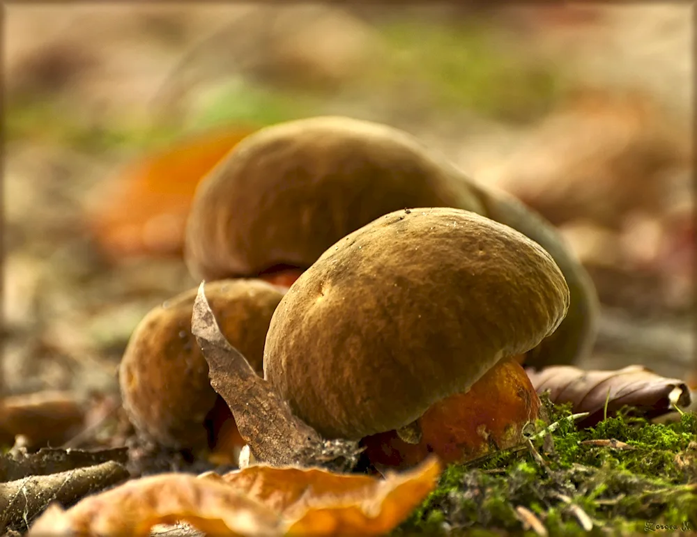 June mushrooms