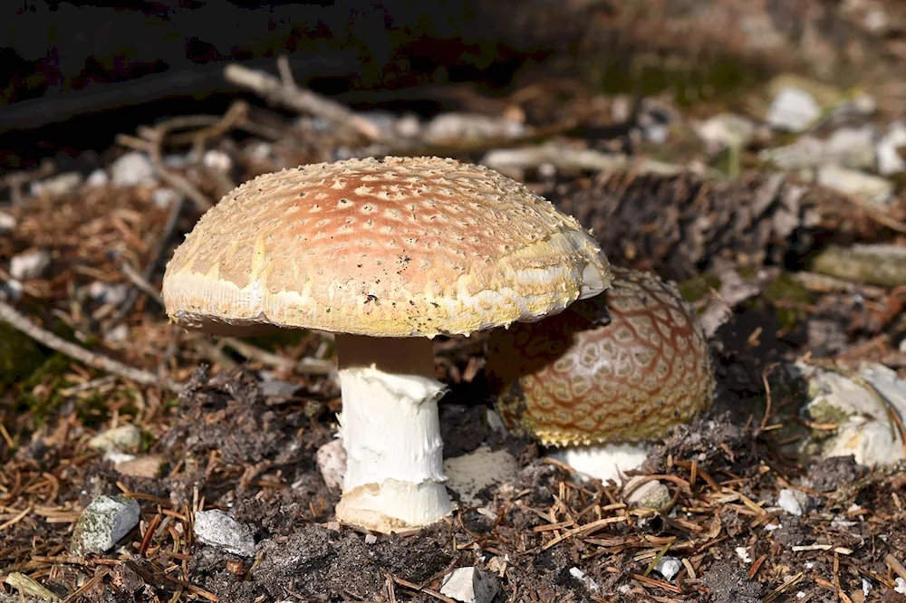 Amanita muscaria