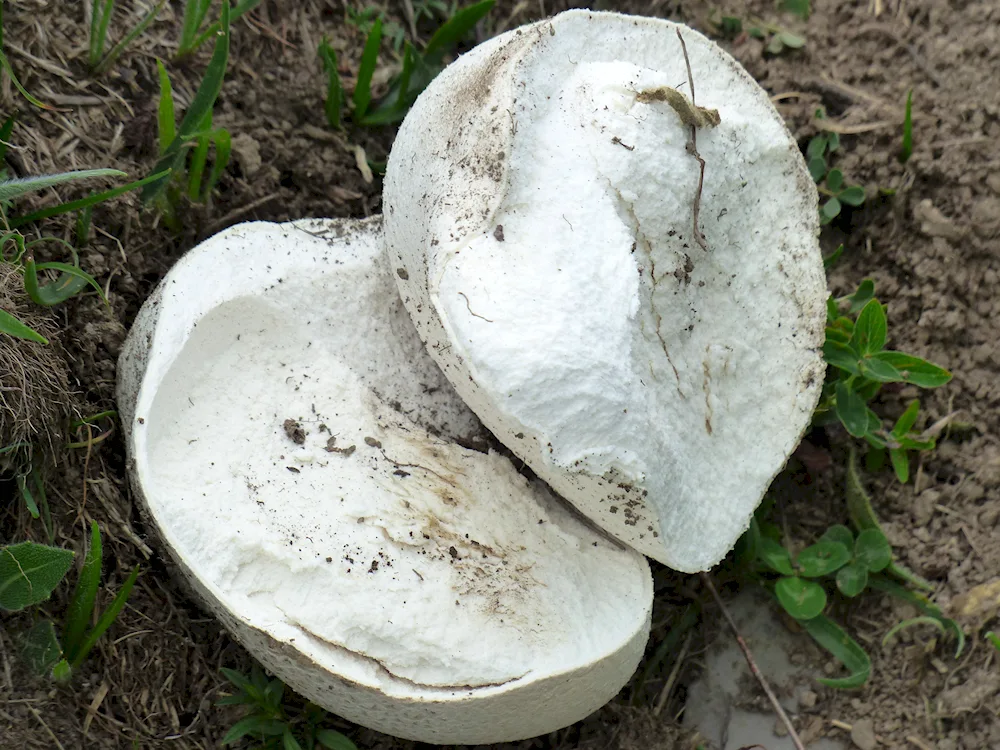 White pear mushroom