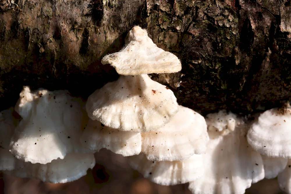 Oak oyster mushroom