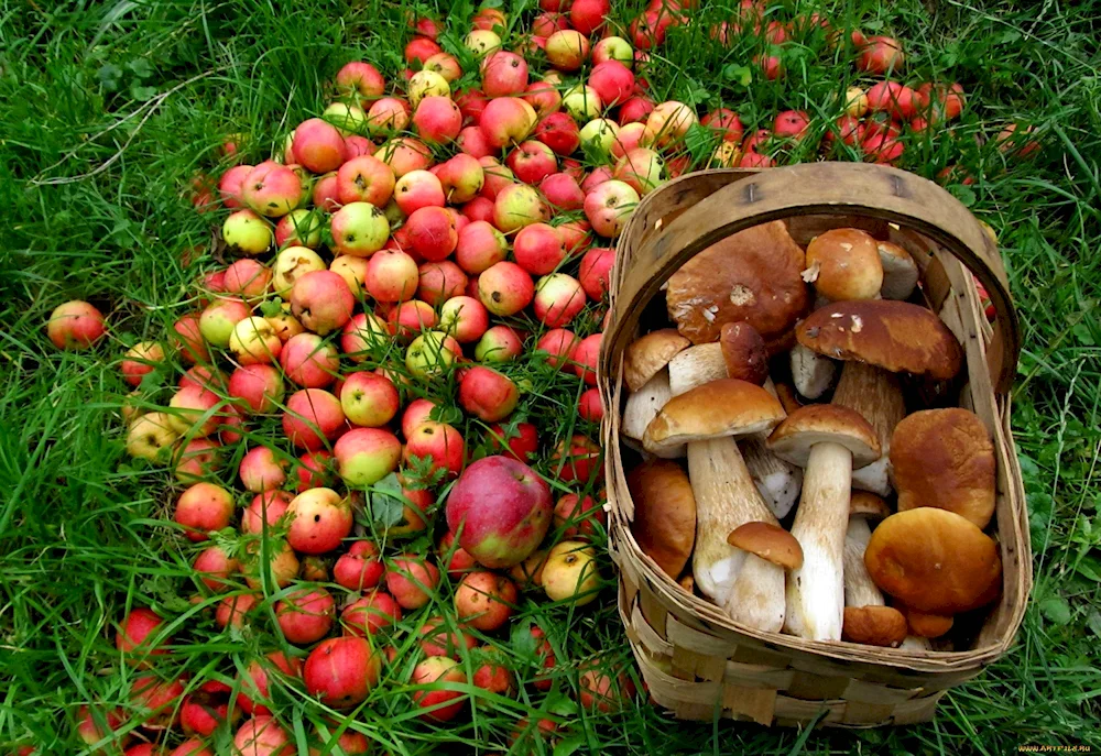 Needles mushrooms