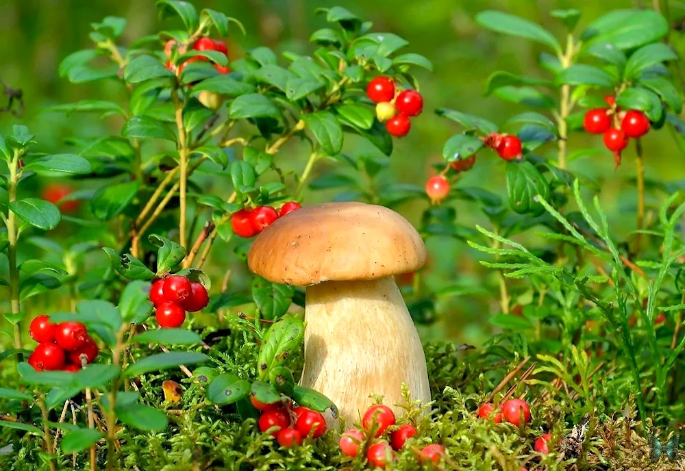 Mushrooms and berries