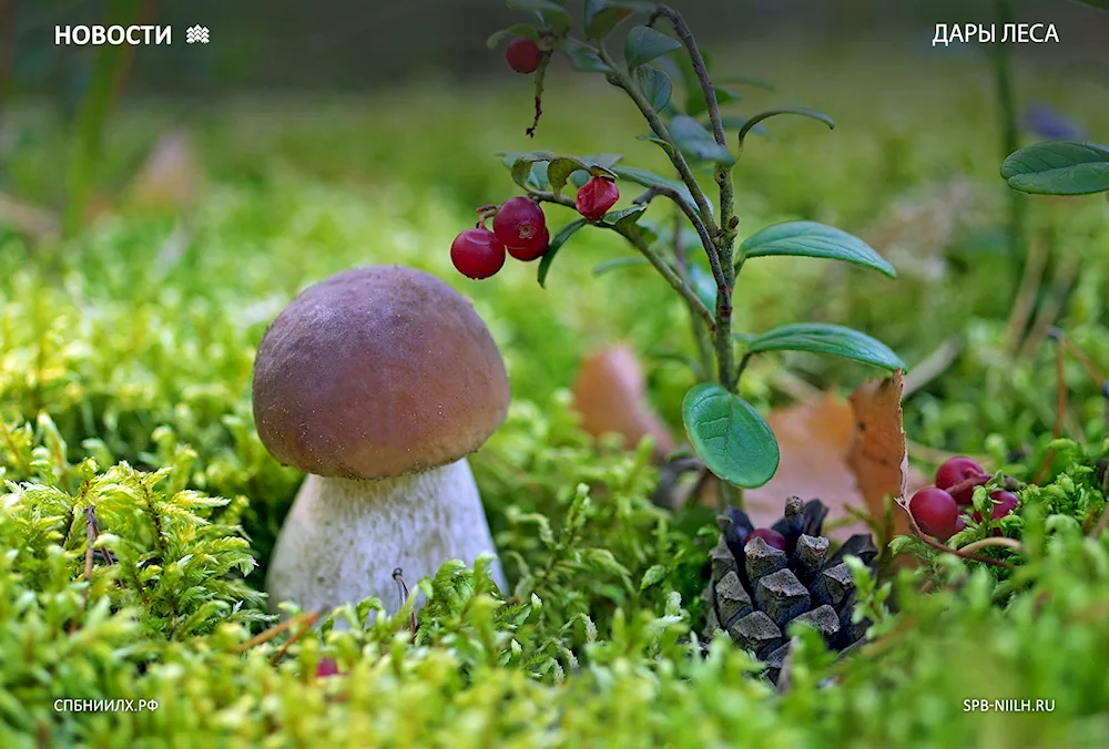 Mushrooms forest blueberriesLingonberries
