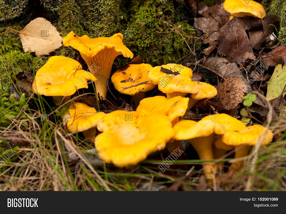 Chanterelle mushrooms