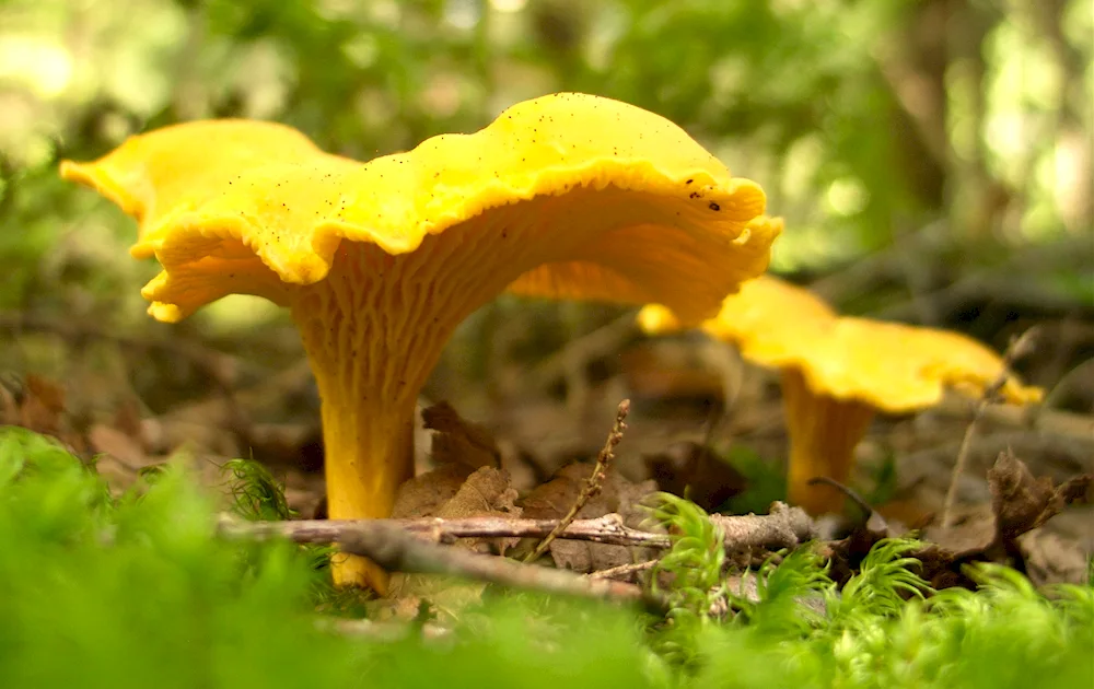 Chanterelle mushrooms