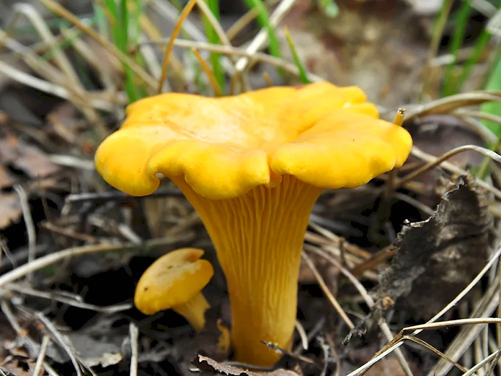 Chanterelle grebe mushroom