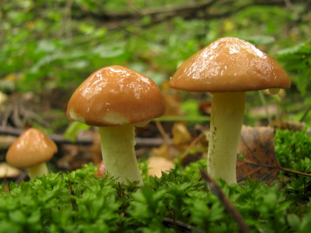 Mossy mushroom Larch