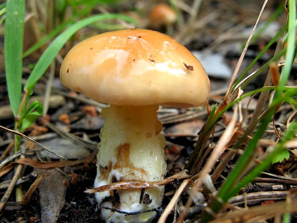 Lactarius repraesentaneus