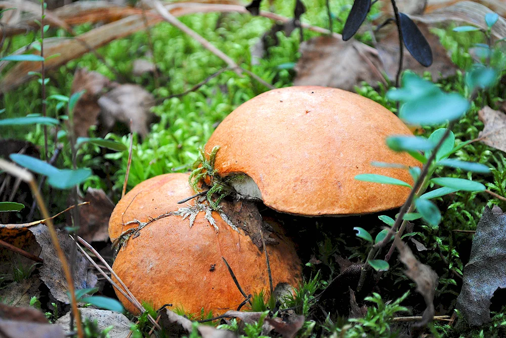 Mushrooms of Uzbekistan edible