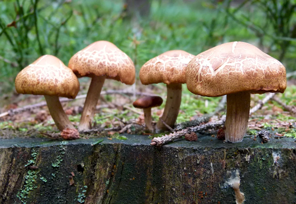 Mushrooms of Uzbekistan edible
