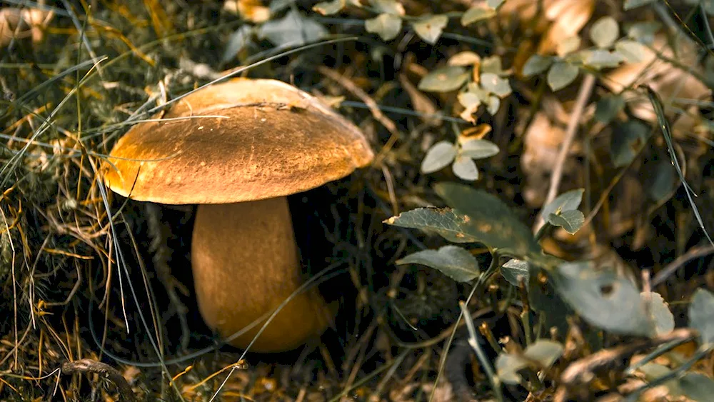 Medicinal mushrooms