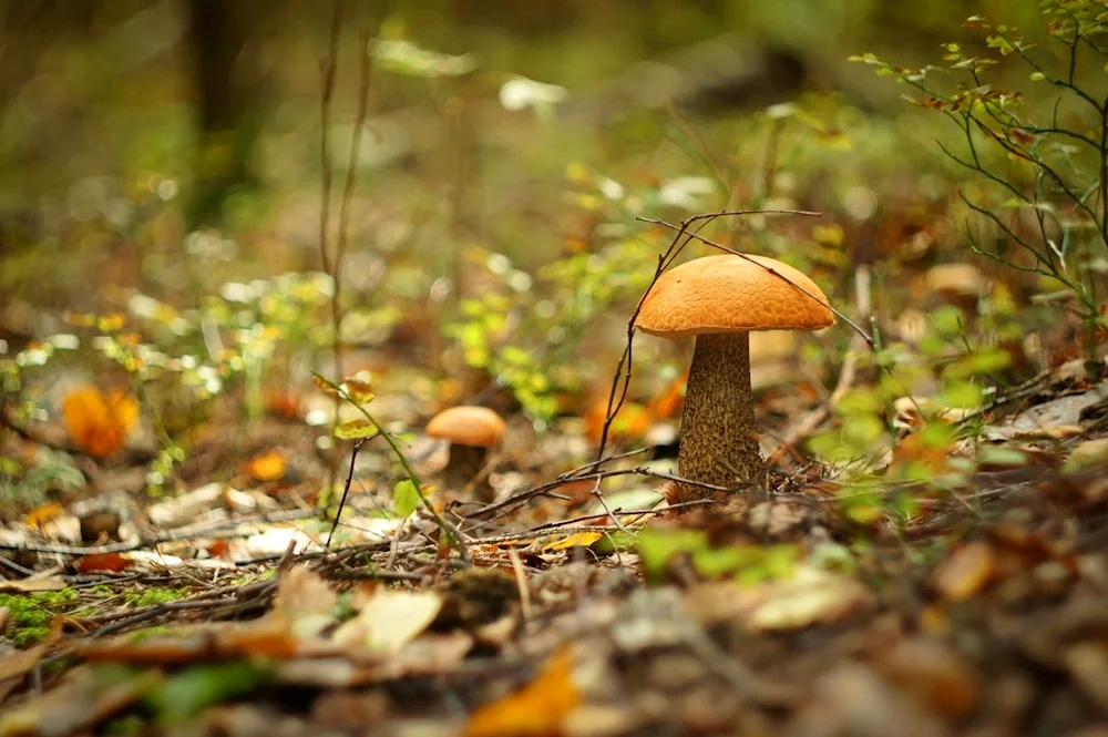 Mushrooms in autumn