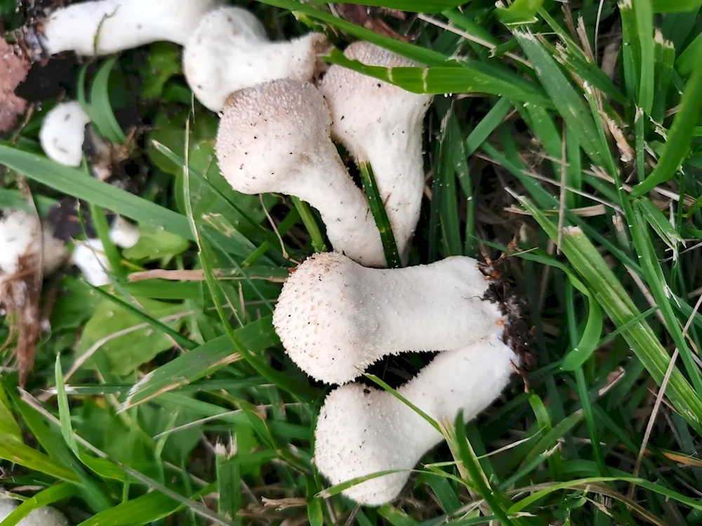 Micro mushrooms white