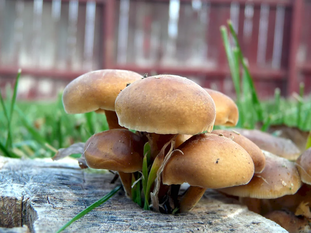 Mushrooms on trees