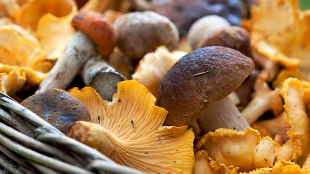 Uzbekistan edible mushrooms