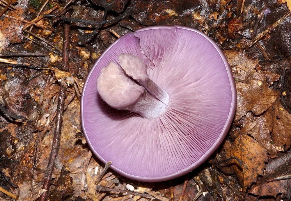 Sinyushka mushroom