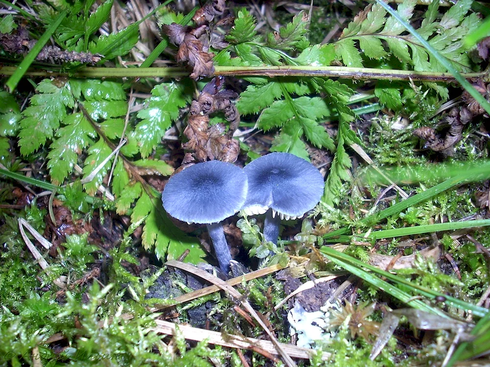 Sinyushka mushroom