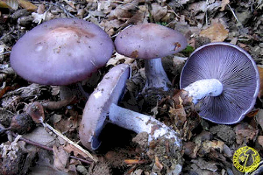 Sinyushka mushroom