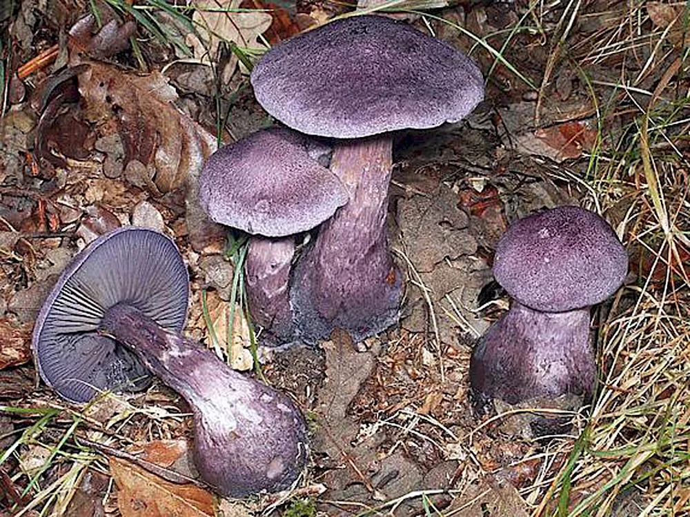 Sinyushka mushroom