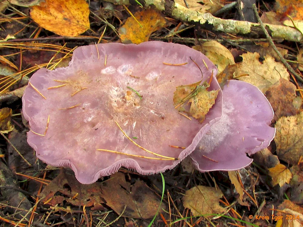 Pauline mushroom with thick stalk