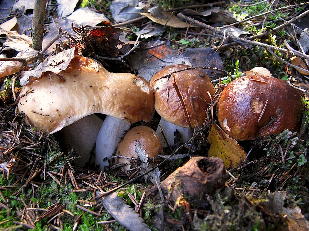 Mushrooms rowan mushrooms Valui