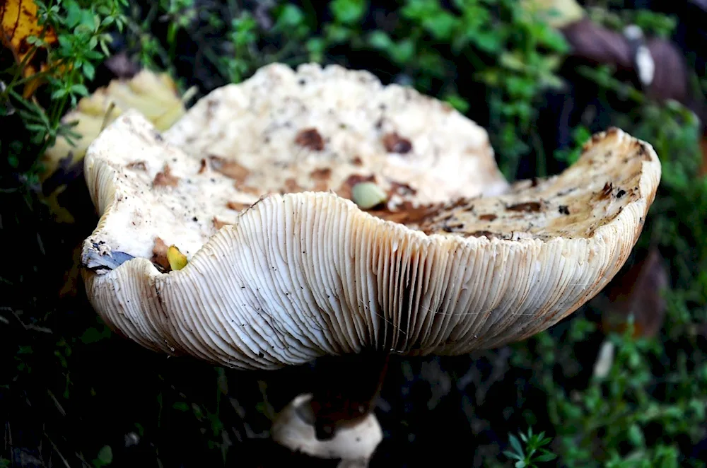 Eatable mushrooms of white colour