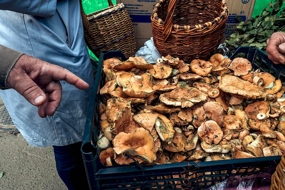 Mushrooms of Tatarstan