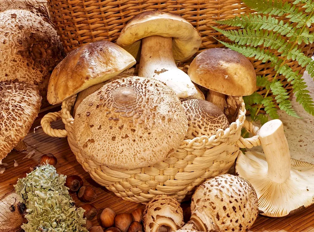 Mushrooms of Uzbekistan edible