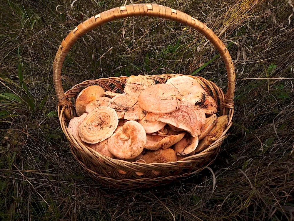 Mushrooms of Uzbekistan edible