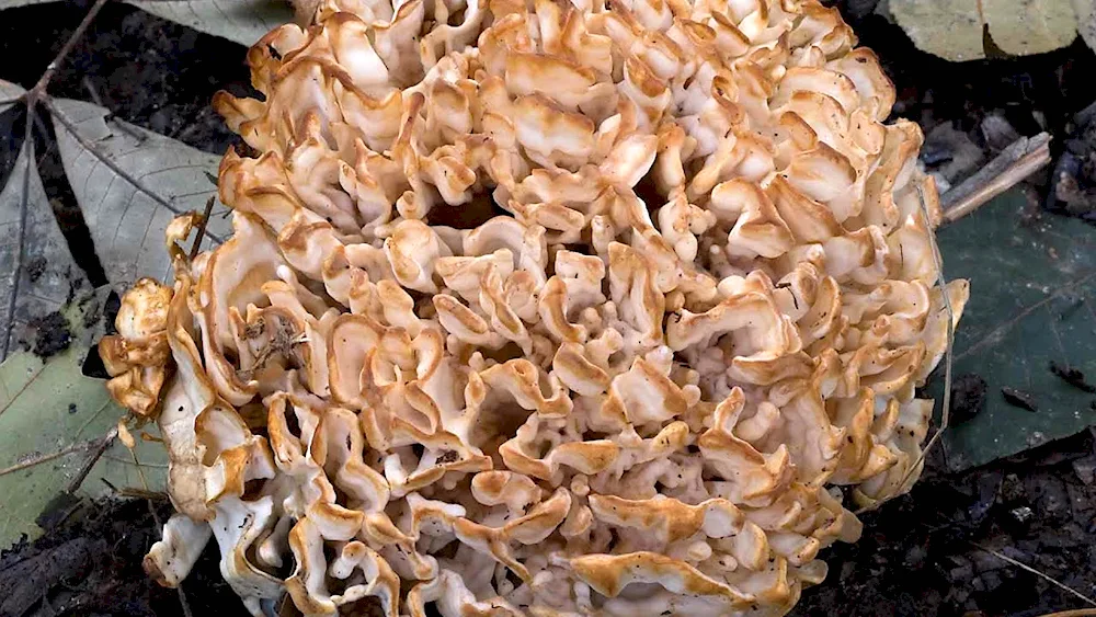 Mushrooms of Uzbekistan edible