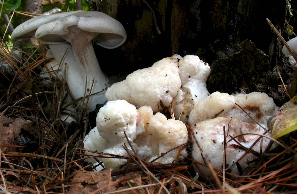 Mushrooms of Uzbekistan edible