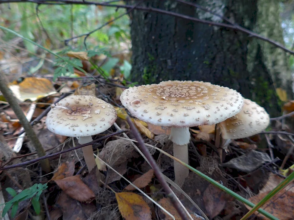 Mushrooms of Uzbekistan edible