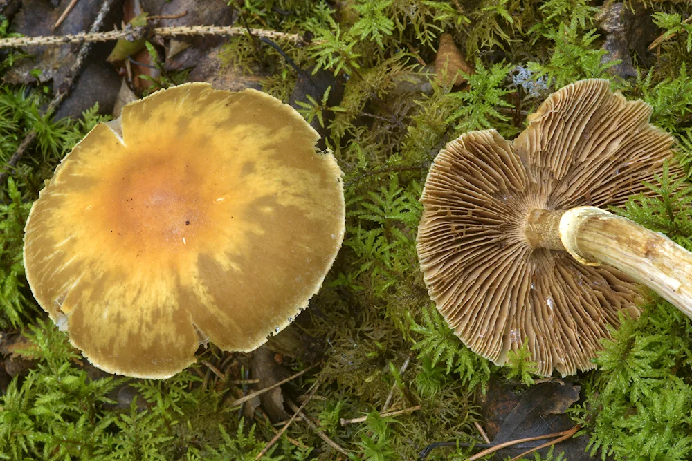 Mushrooms of Uzbekistan edible