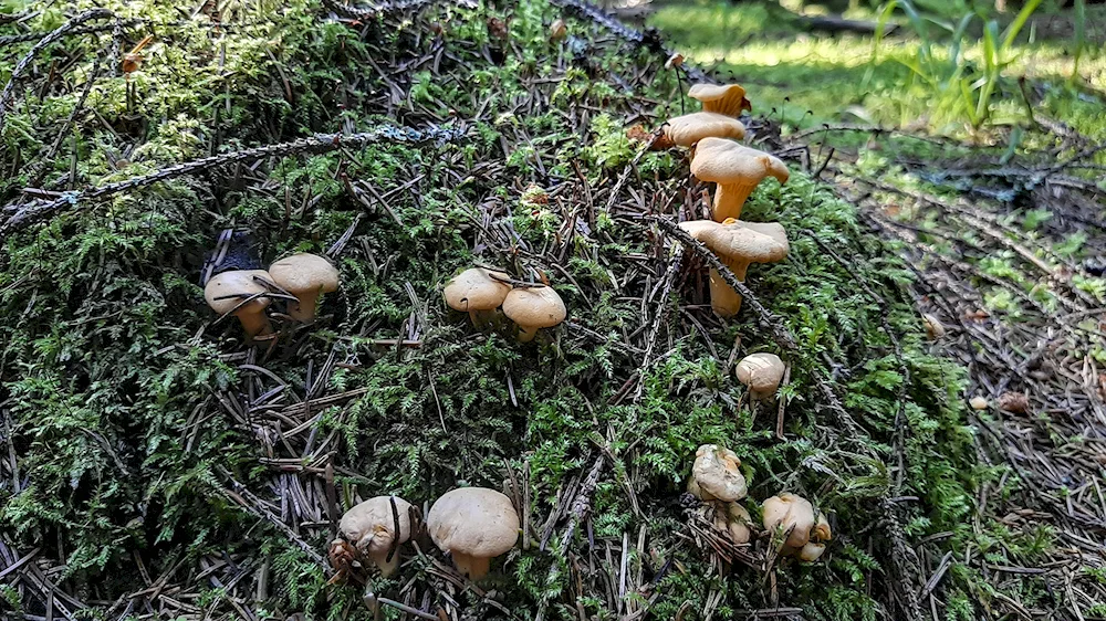 Maslyata field mushrooms