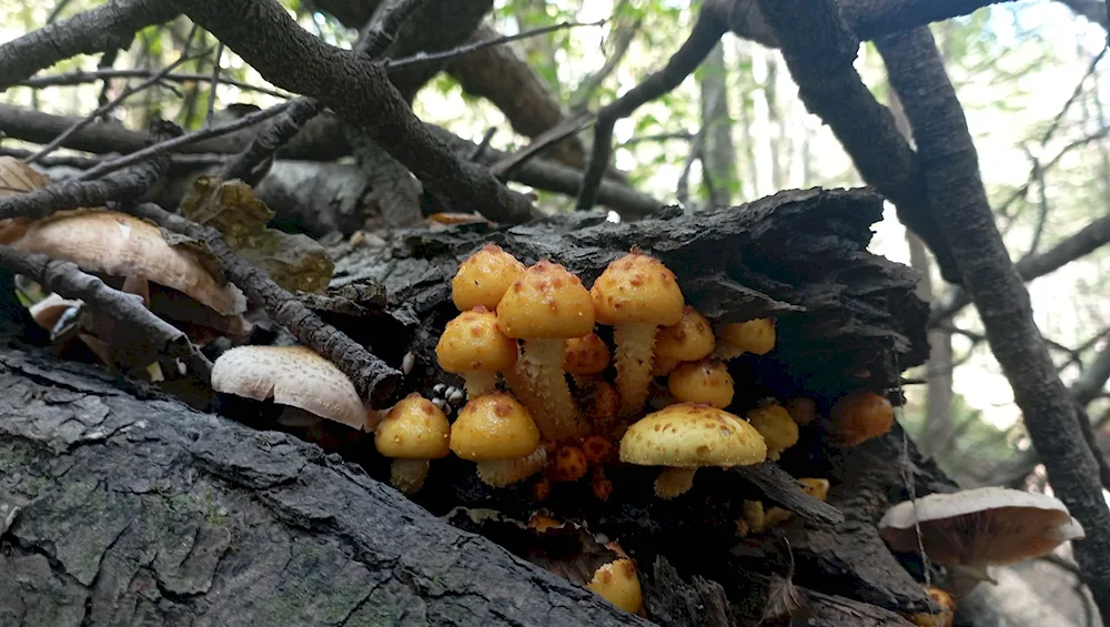 Mushrooms with mushrooms