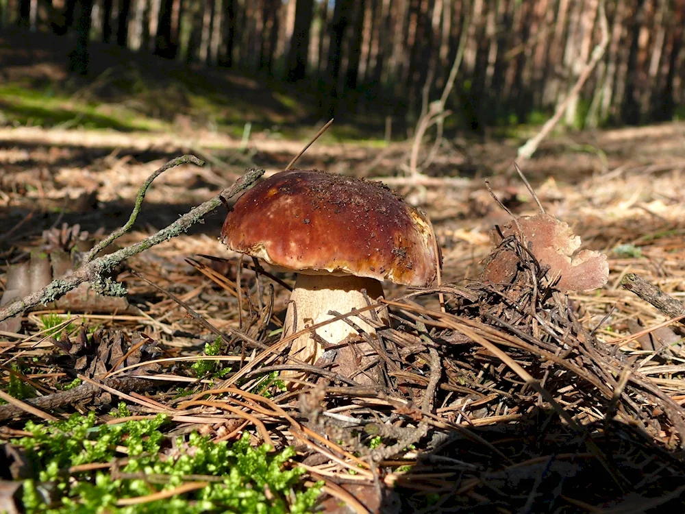 Mushrooms in September