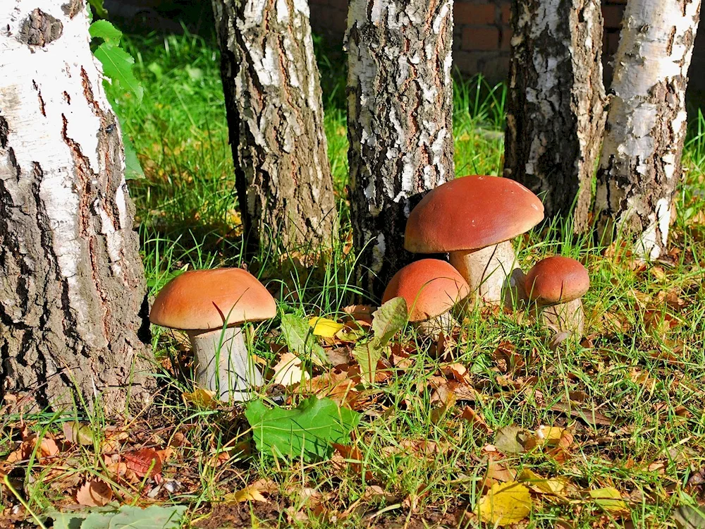 Mushrooms in the forest