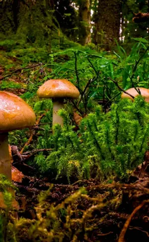 Mushrooms in the forest