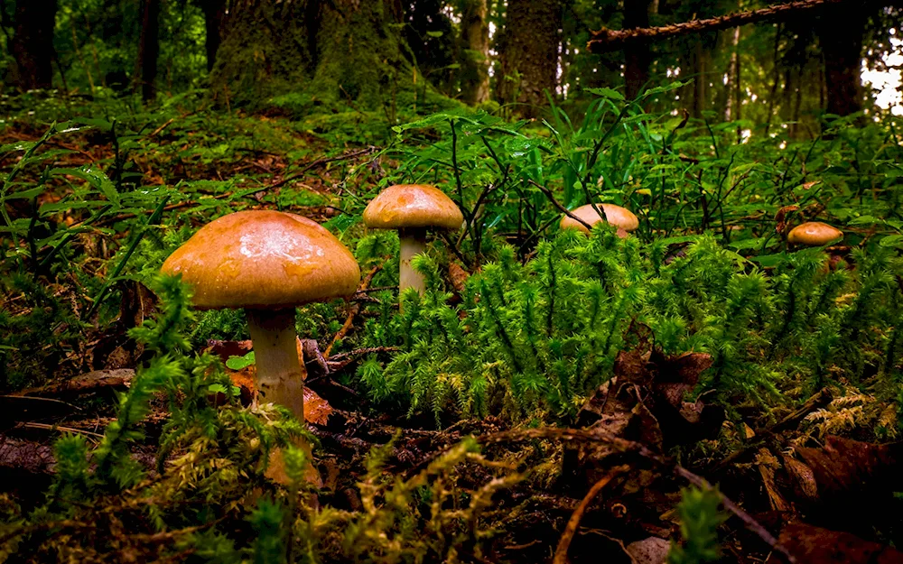 Mushrooms in the forest