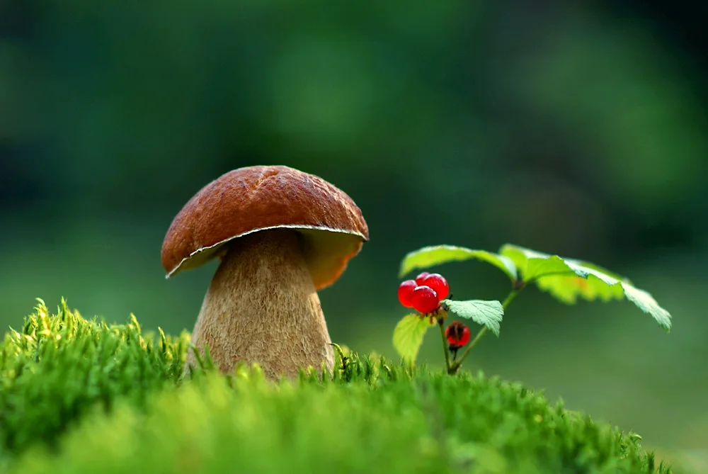 Mushrooms in the forest