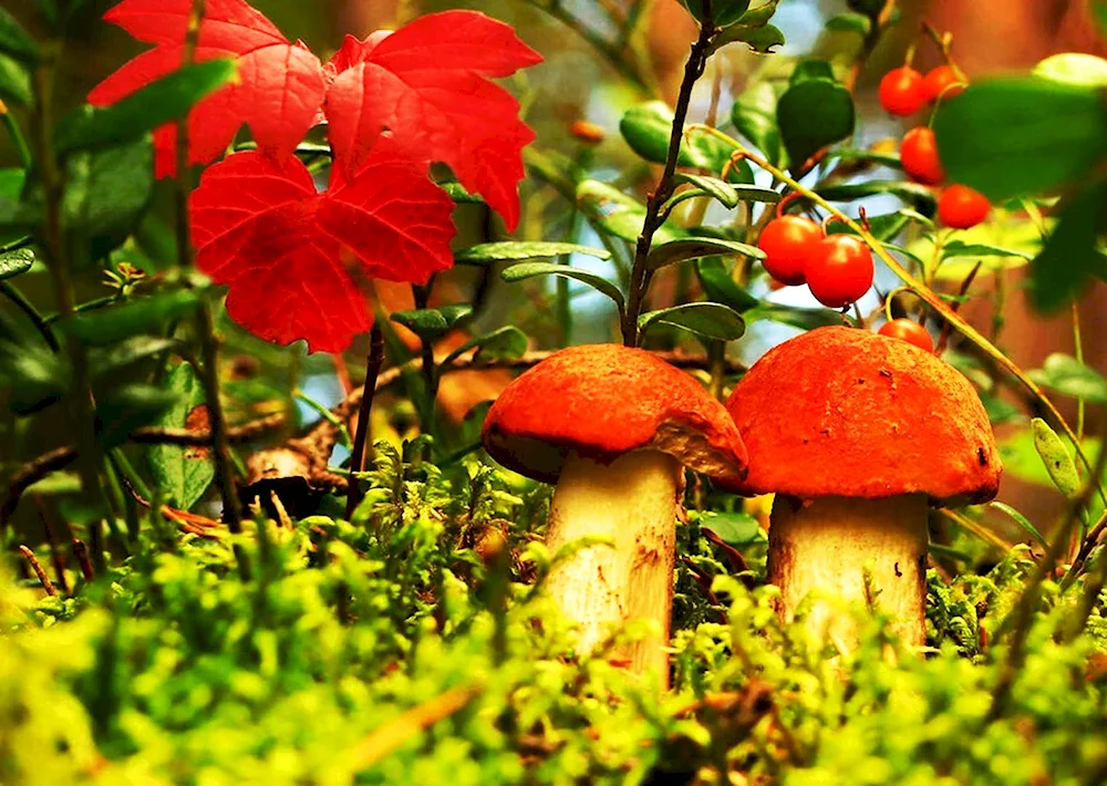 Mushrooms in the autumn forest