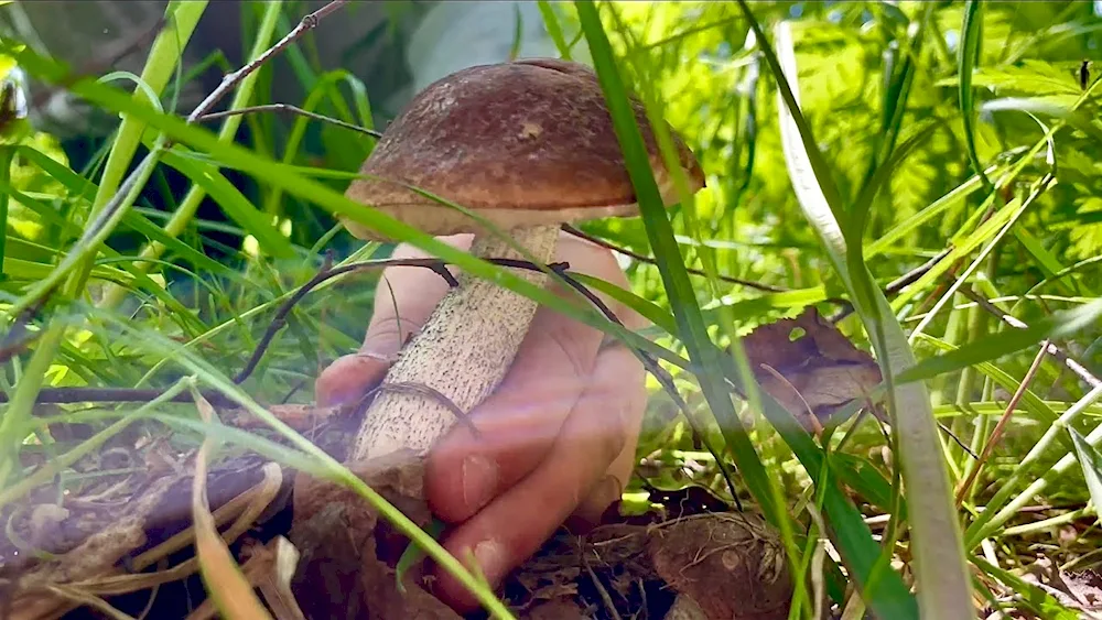 Mushrooms in the forest