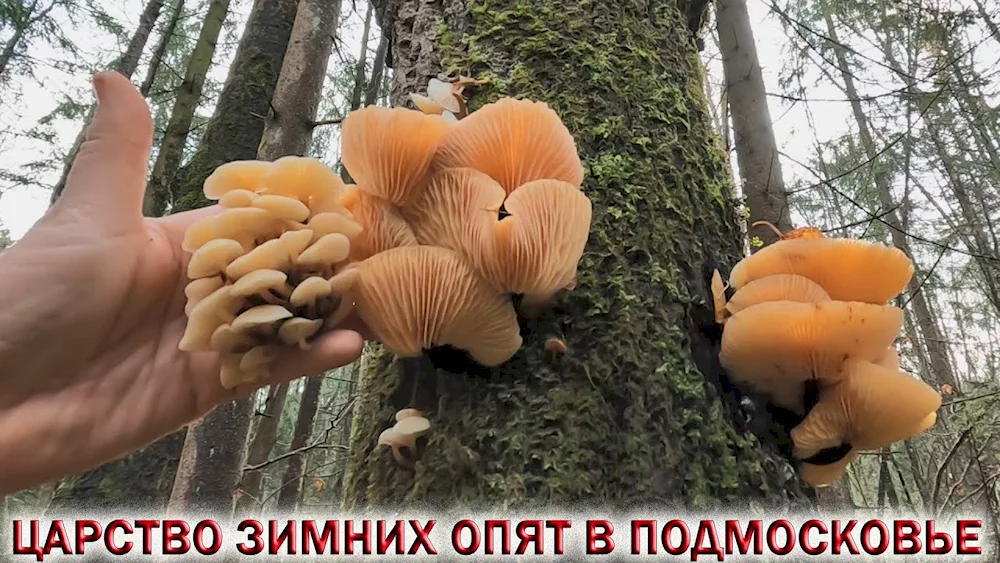 Poisonous mushrooms in the Moscow region