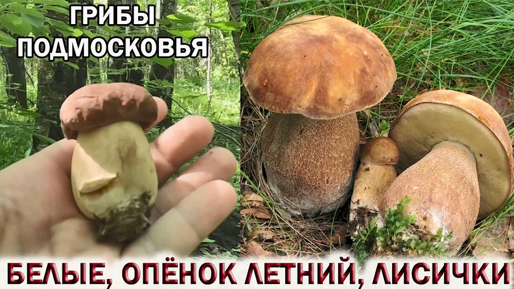 Listopadnik mushroom