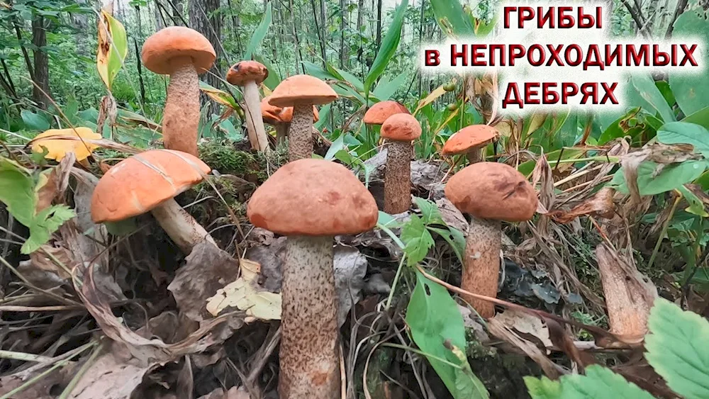 Mushrooms in the Moscow region