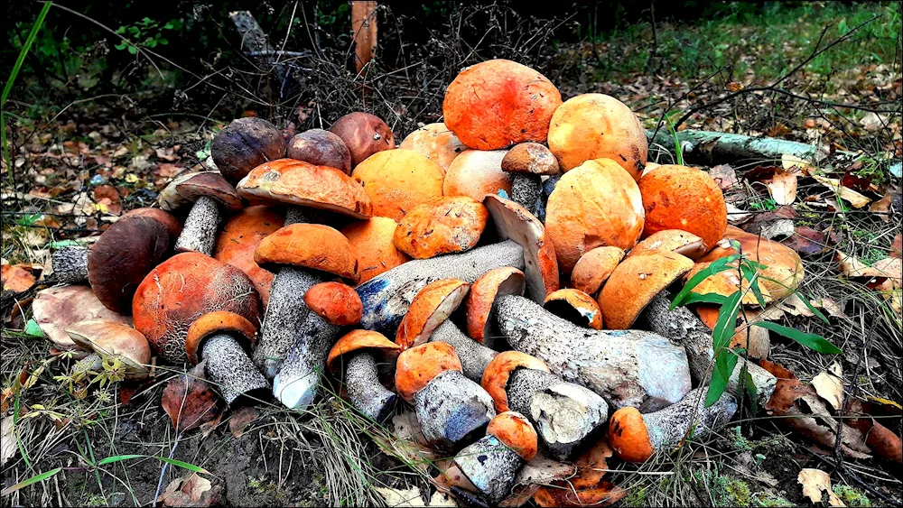 Mushroomers of the Moscow region