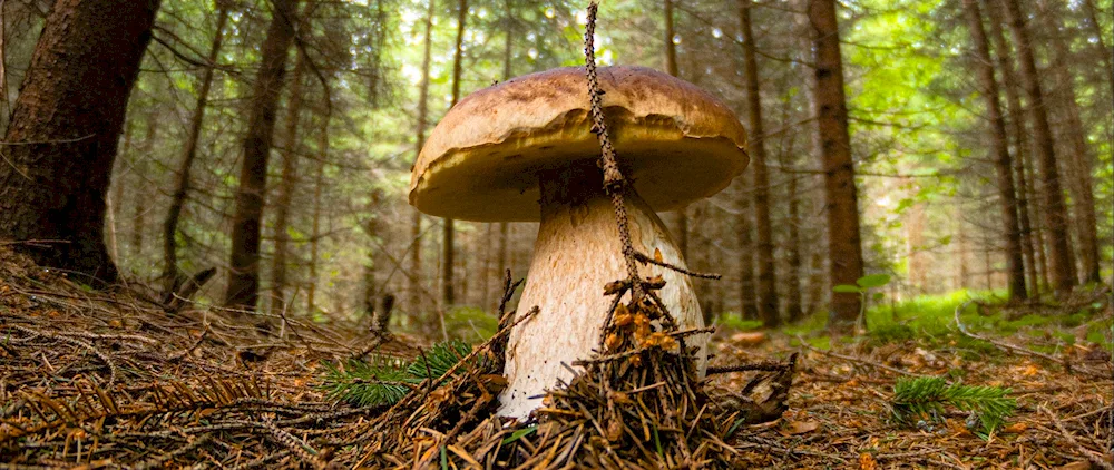 Mushrooms in the Pine Borough