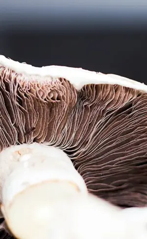 Hair Mushrooms