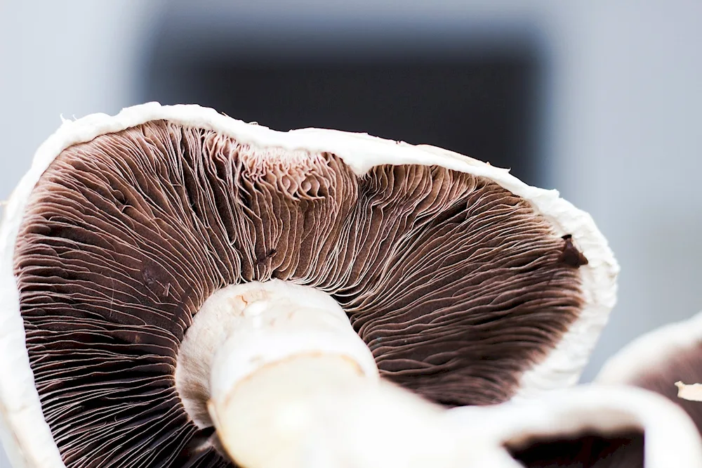 Hair Mushrooms